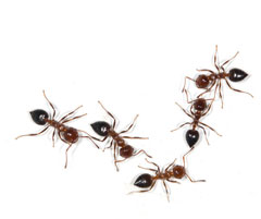 ant exterminator services