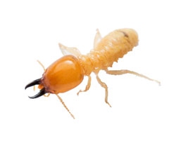 Termite treatments