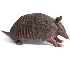 armadillos