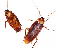 cockroaches