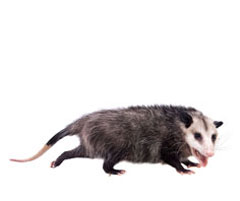 opossum