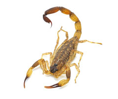 scorpion