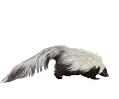 skunks