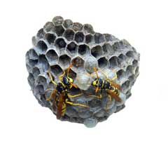 wasp nest